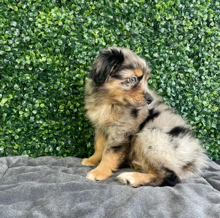 Male Australian Shepherd puppy named Sully for sale at Puppy Dreams - West Little Rock.