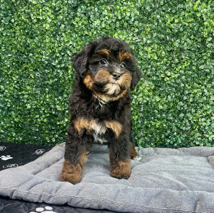 Female Bernedoodle Mini puppy named Lola for sale at Puppy Dreams - West Little Rock.