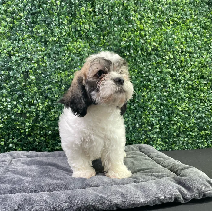 Female Teddy Bear puppy named Vera for sale at Puppy Dreams - West Little Rock.