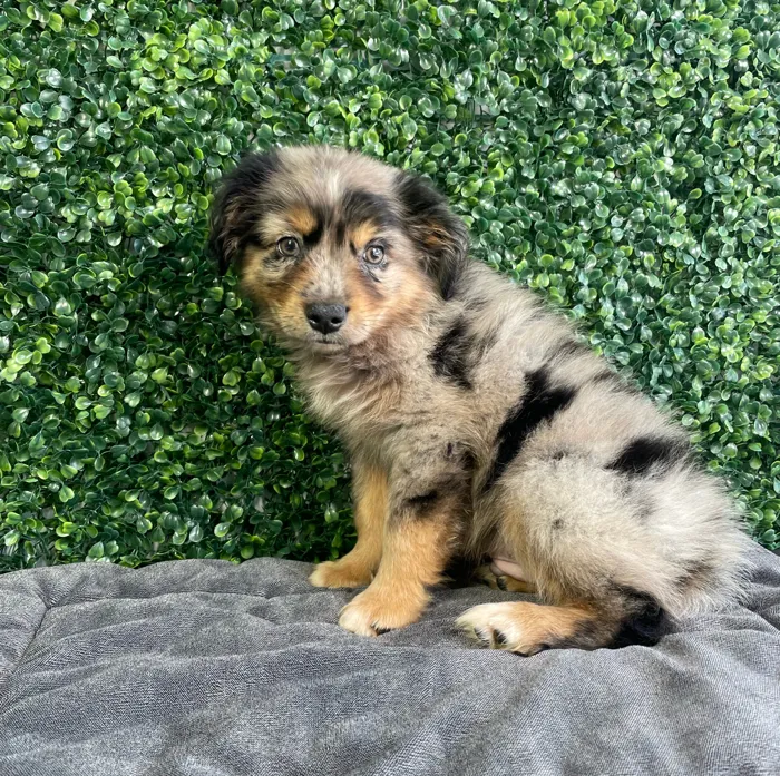 Male Australian Shepherd puppy named Sully for sale at Puppy Dreams - West Little Rock.