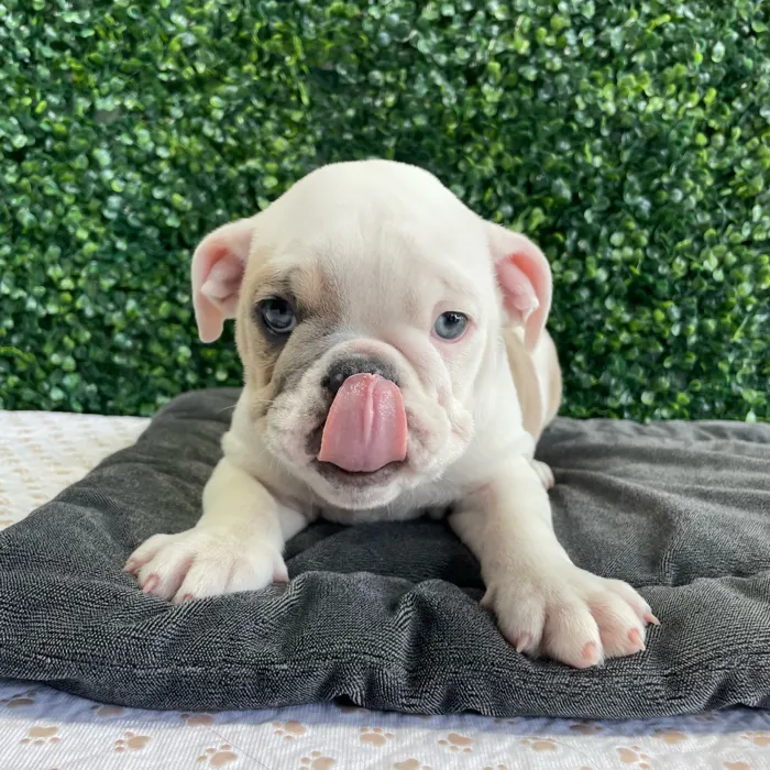 Male English Bulldog puppy named Donut for sale at Puppy Dreams - West Little Rock.