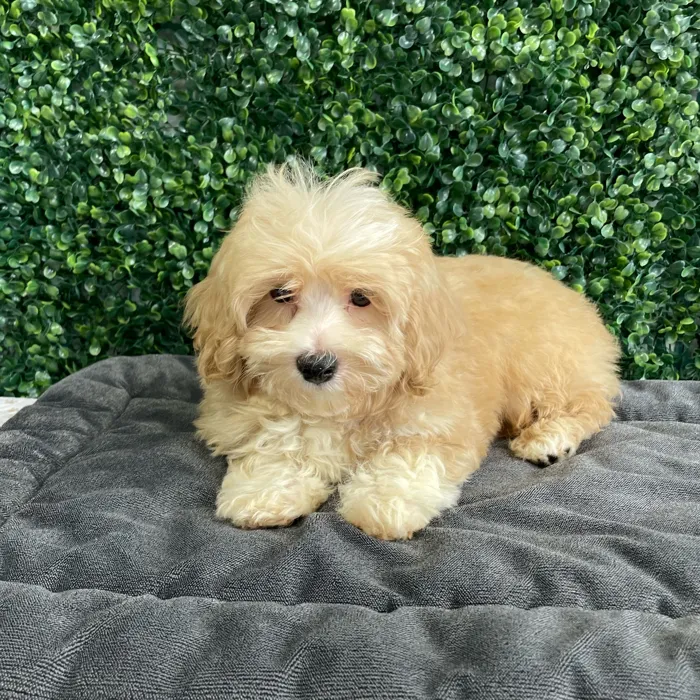 Male Bichon-Poodle puppy named Danish for sale at Puppy Dreams - West Little Rock.