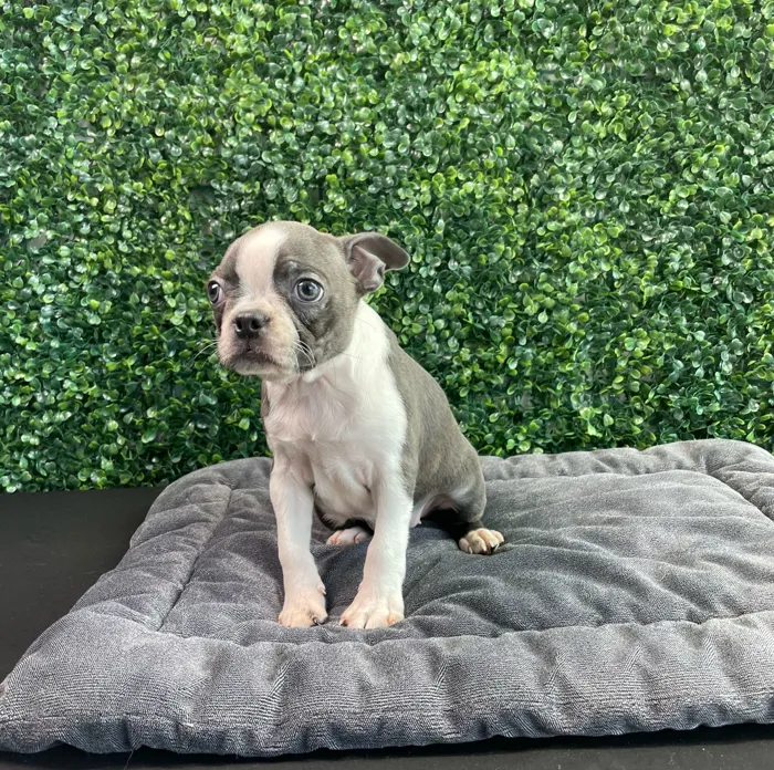 Female Boston Terrier puppy named Tiffany for sale at Puppy Dreams - West Little Rock.