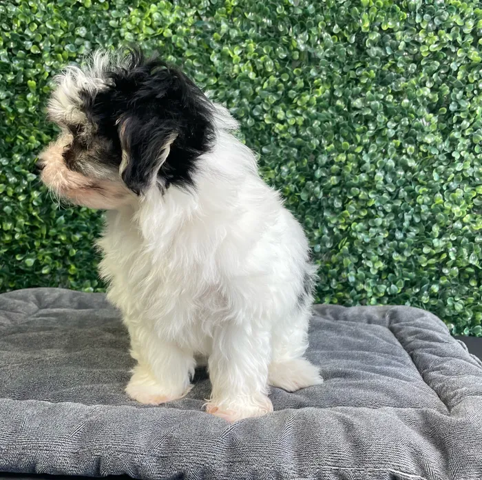 Female Pomachon puppy named Daisy for sale at Puppy Dreams - West Little Rock.