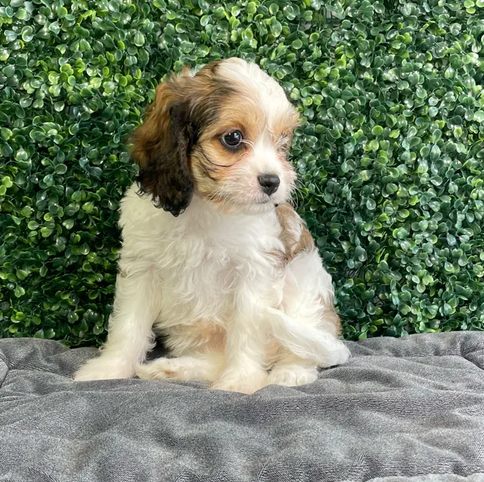 Female Cavachon puppy named Peaches for sale at Puppy Dreams - West Little Rock.