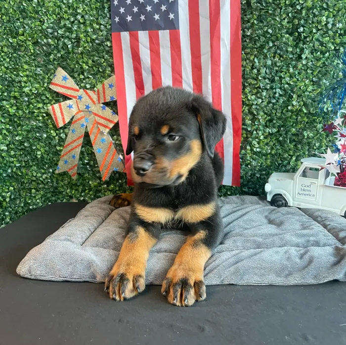 Male Rottweiler puppy named O'Reilley for sale at Puppy Dreams - West Little Rock.