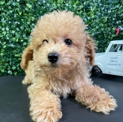 Male Mini Poodle puppy named Tokyo for sale at Puppy Dreams - West Little Rock.