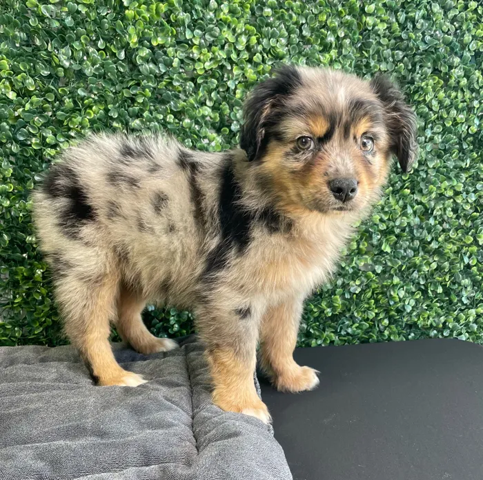 Male Australian Shepherd puppy named Sully for sale at Puppy Dreams - West Little Rock.