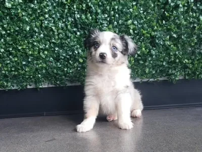 Male Toy Aussie Shepherd Puppy for Sale in Little Rock, AR