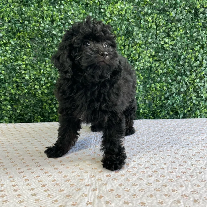 Male Mini Poodle puppy named Ralph for sale at Puppy Dreams - West Little Rock.