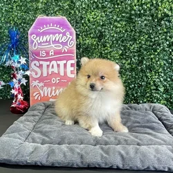 Male Pomeranian puppy named Gravy for sale at Puppy Dreams - West Little Rock.