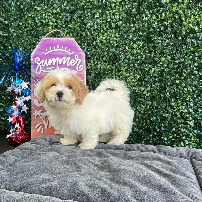 Male Bichon-Poodle puppy named Butter for sale at Puppy Dreams - West Little Rock.