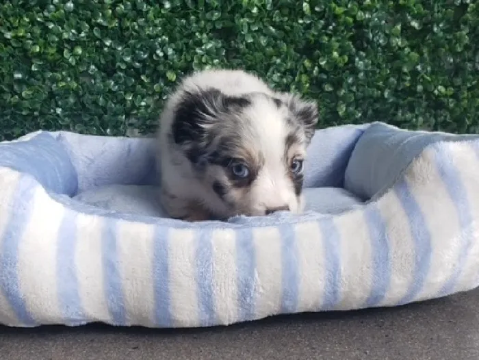 Male Toy Aussie Shepherd Puppy for Sale in Little Rock, AR