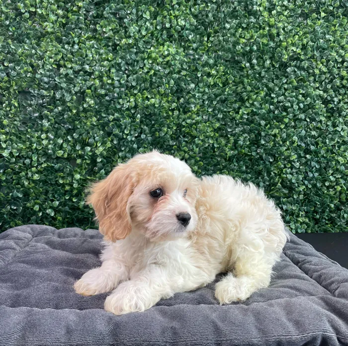 Female Cavachon puppy named Armani for sale at Puppy Dreams - West Little Rock.