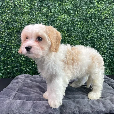 Female Cavachon puppy named Armani for sale at Puppy Dreams - West Little Rock.