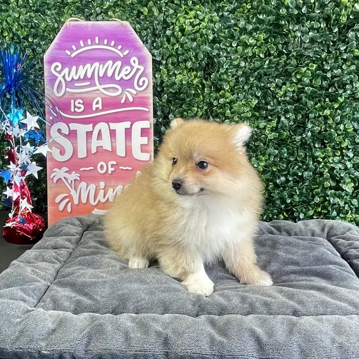Male Pomeranian puppy named Gravy for sale at Puppy Dreams - West Little Rock.