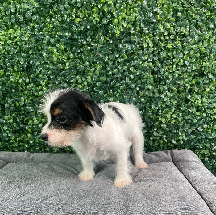 Male Yorkie-Chihuahua-Maltese Mix puppy named Baked Bean for sale at Puppy Dreams - West Little Rock.