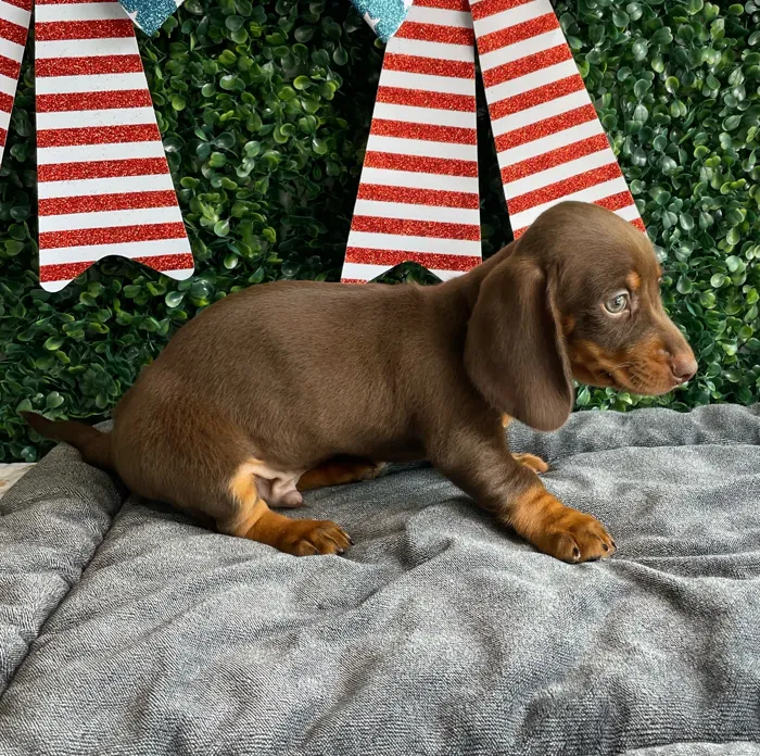 Male Dachshund puppy named Banner for sale at Puppy Dreams - West Little Rock.