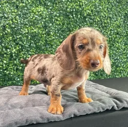 Male Dachshund puppy named Givenchy for sale at Puppy Dreams - West Little Rock.