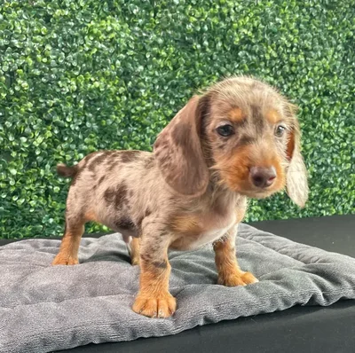 Male Dachshund puppy named Givenchy for sale at Puppy Dreams - West Little Rock.
