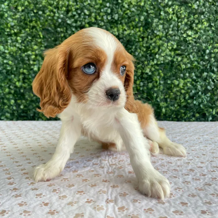 Female Cavalier King Charles Spaniel puppy named Lisa for sale at Puppy Dreams - West Little Rock.