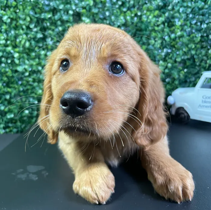 Female Golden Retriever puppy named Bali for sale at Puppy Dreams - West Little Rock.