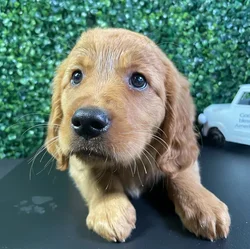 Female Golden Retriever puppy named Bali for sale at Puppy Dreams - West Little Rock.