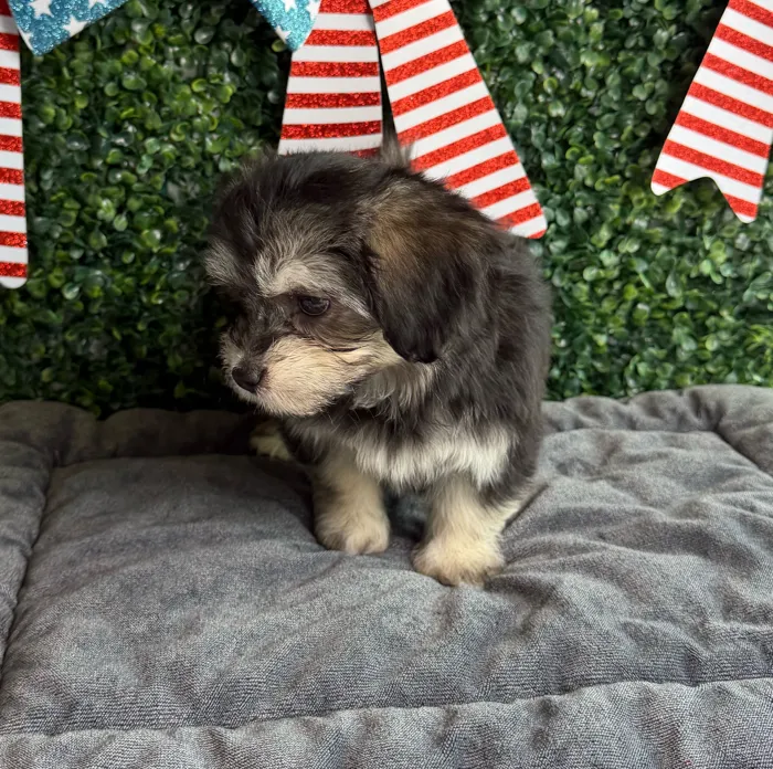 Female Havanese puppy named Firecracker for sale at Puppy Dreams - West Little Rock.