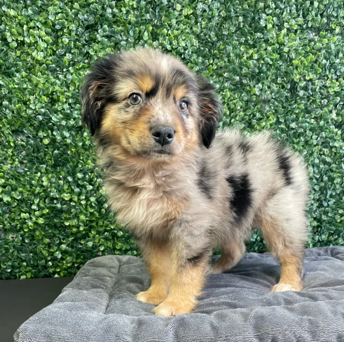 Male Australian Shepherd puppy named Sully for sale at Puppy Dreams - West Little Rock.