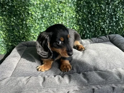 Male Dachshund Puppy for Sale in Little Rock, AR