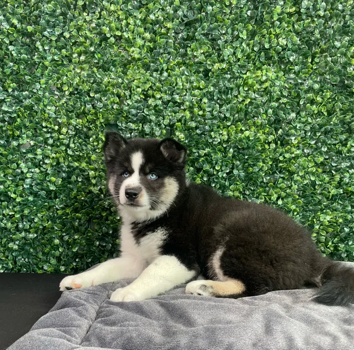 Male Alaskan Klee Kai puppy named Michowl Kors for sale at Puppy Dreams - West Little Rock.