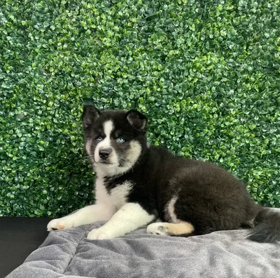 Male Alaskan Klee Kai puppy named Michowl Kors for sale at Puppy Dreams - West Little Rock.