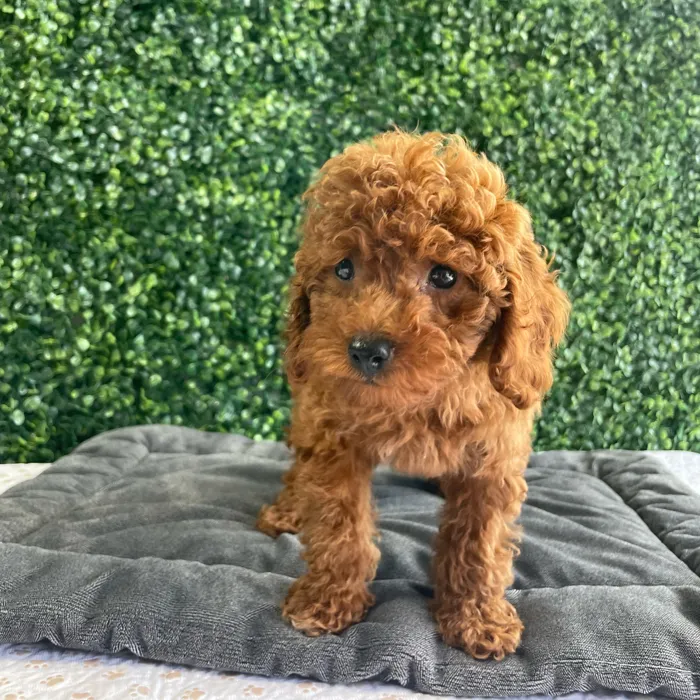 Female Mini Poodle puppy named Velvet for sale at Puppy Dreams - West Little Rock.