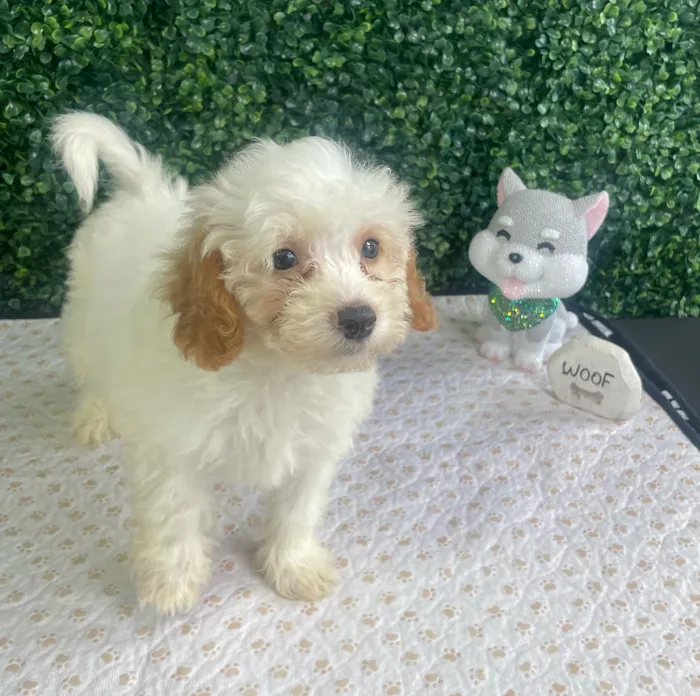 Male Havapoo puppy named Andy for sale at Puppy Dreams - West Little Rock.