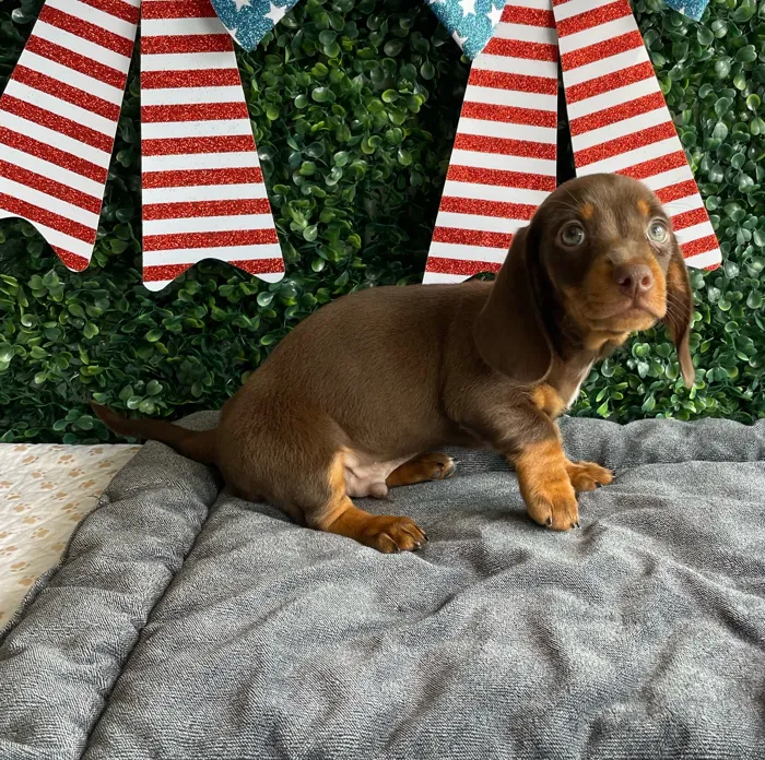 Male Dachshund puppy named Banner for sale at Puppy Dreams - West Little Rock.
