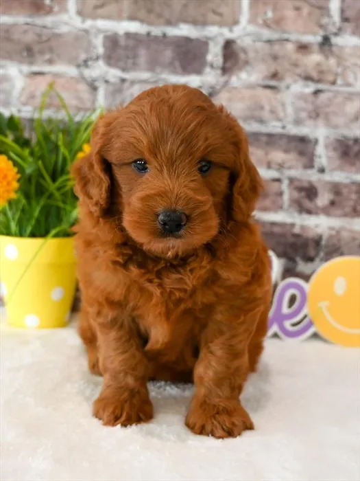 Male Goldendoodle puppy named Porky for sale at Puppy Dreams - West Little Rock.
