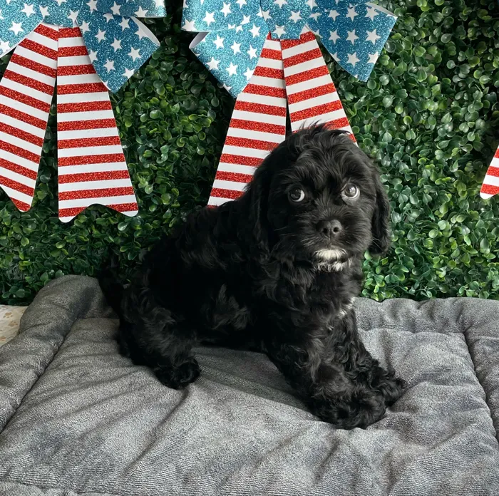 Female Cavapoo puppy named Justice for sale at Puppy Dreams - West Little Rock.