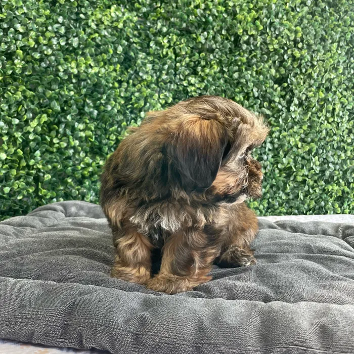 Female Shorkie puppy named Nutella for sale at Puppy Dreams - West Little Rock.