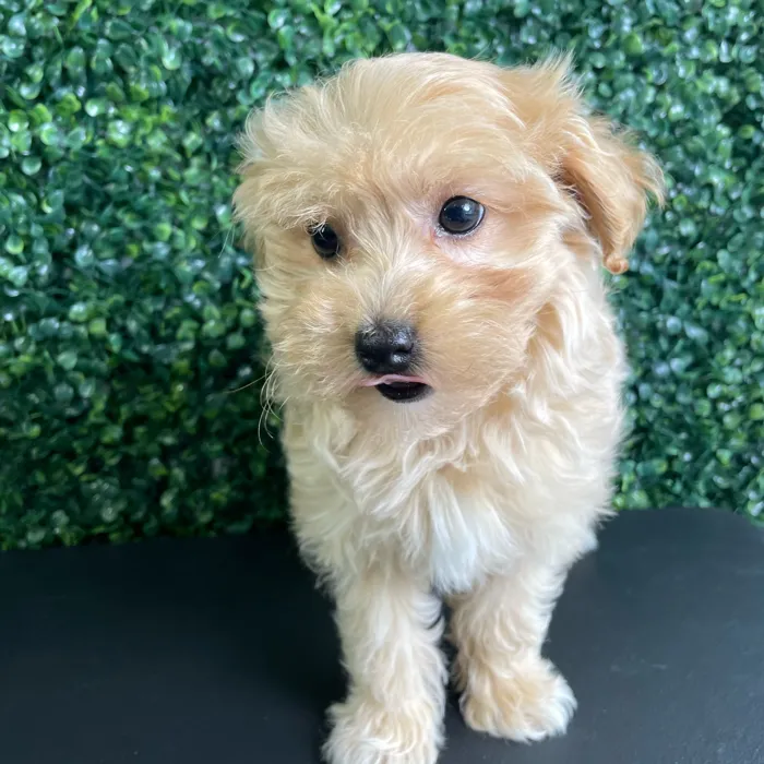 Female Maltipoo puppy named Malibu for sale at Puppy Dreams - West Little Rock.