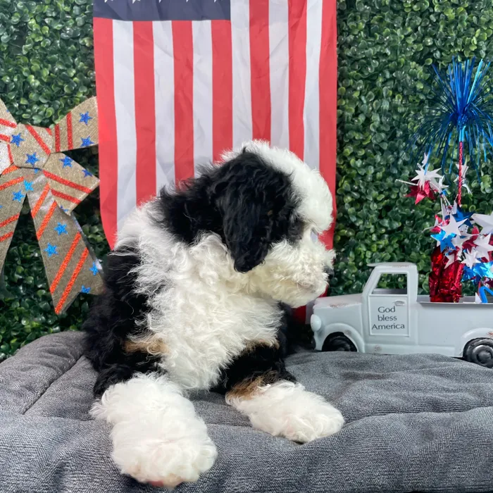 Female Bernedoodle puppy named Mrs Potato Head for sale at Puppy Dreams - West Little Rock.