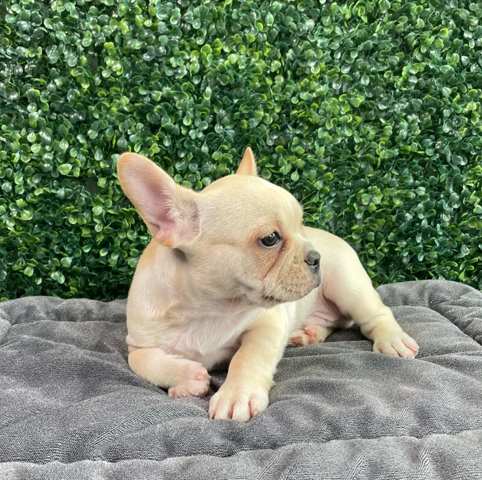 Male French Bulldog puppy named Gucci for sale at Puppy Dreams - West Little Rock.