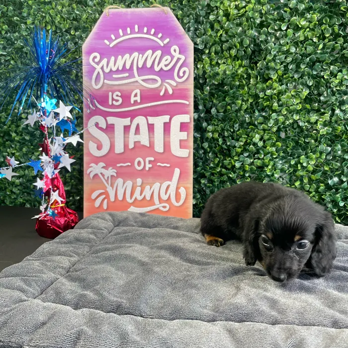 Male Dachshund puppy named Toast for sale at Puppy Dreams - West Little Rock.