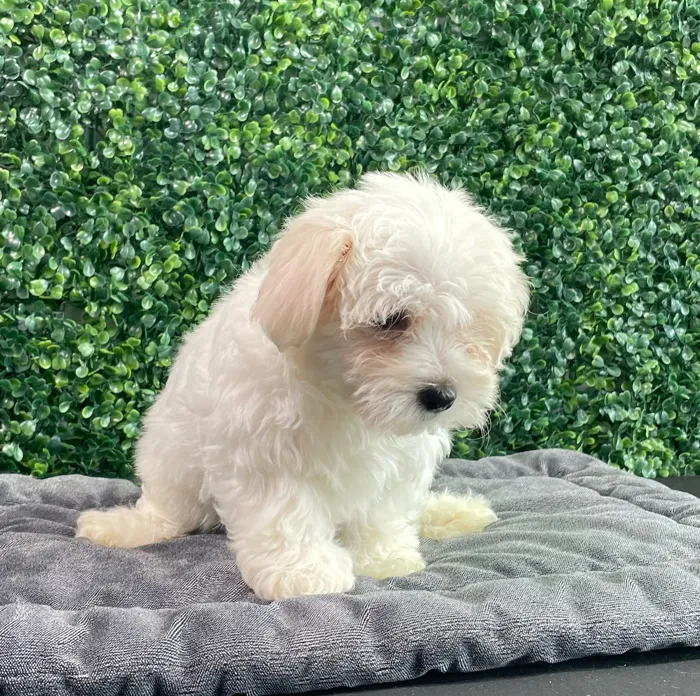 Female Maltese puppy named Chanel for sale at Puppy Dreams - West Little Rock.