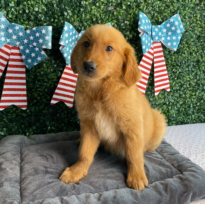 Male Golden Retriever puppy named Lincoln for sale at Puppy Dreams - West Little Rock.