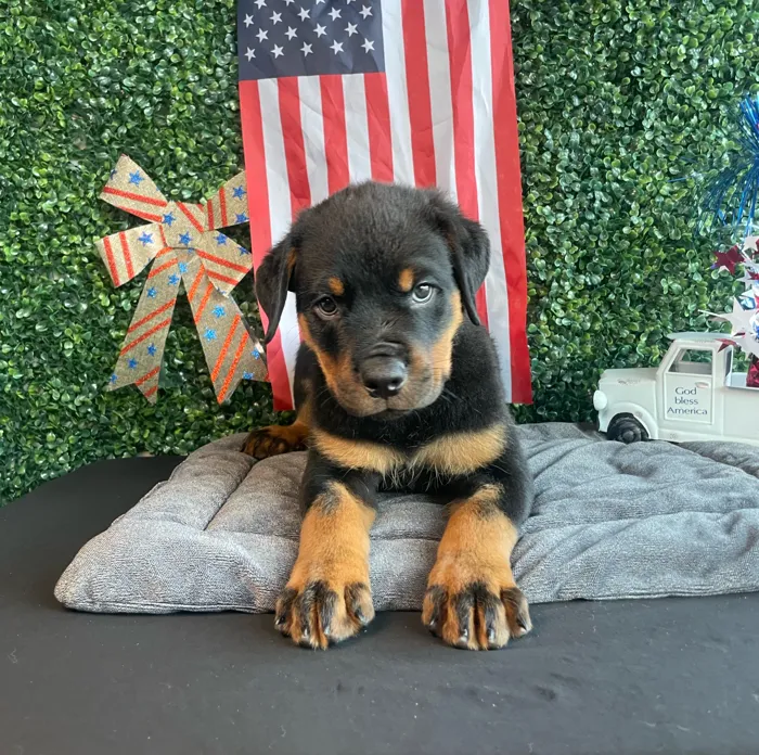 Male Rottweiler puppy named O'Reilley for sale at Puppy Dreams - West Little Rock.