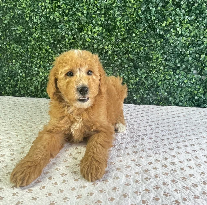 Male Mini Goldendoodle puppy named Austin for sale at Puppy Dreams - West Little Rock.