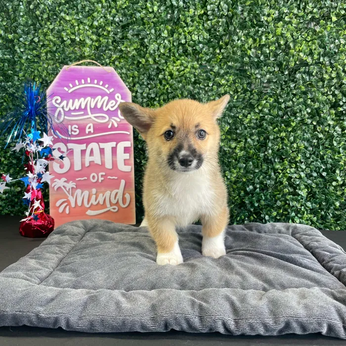 Male Pembroke Welsh Corgi puppy named Loaf for sale at Puppy Dreams - West Little Rock.