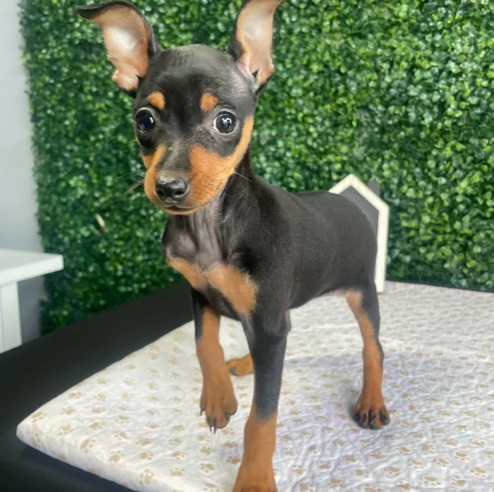 Female Min Pin puppy named Peggy for sale at Puppy Dreams - West Little Rock.