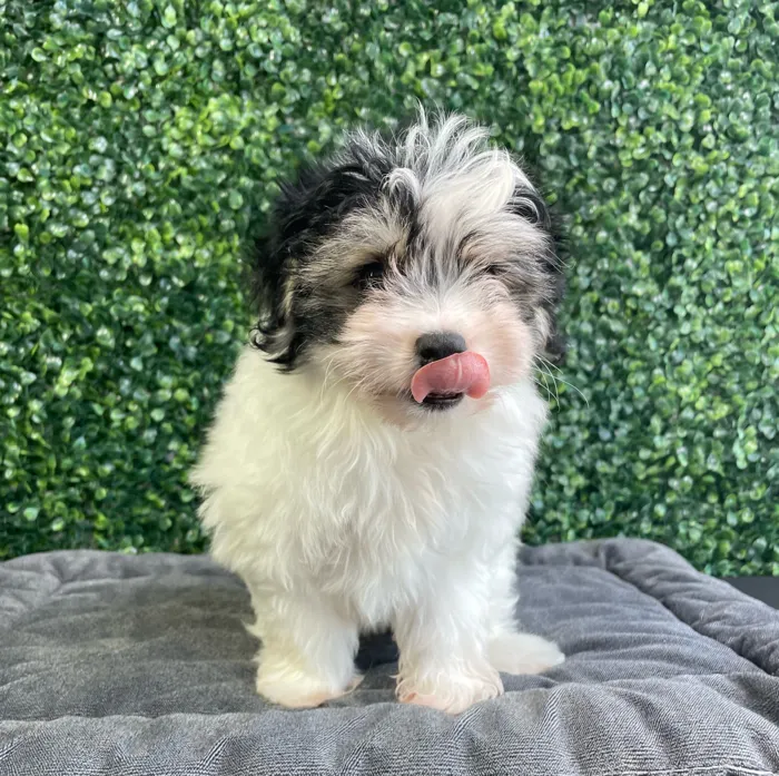 Female Pomachon puppy named Daisy for sale at Puppy Dreams - West Little Rock.
