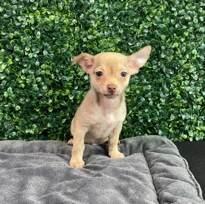 Male Chihuahua puppy named Romper for sale at Puppy Dreams - West Little Rock.